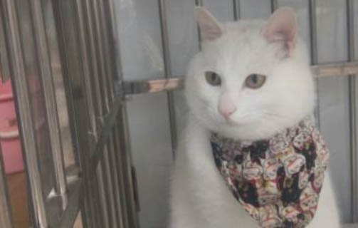 猫怀孕几个月生产小猫