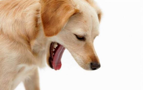 狗狗眼睛流泪有眼屎还有点红怎么回事啊