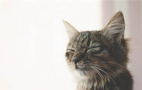 猫咪流口水粘稠透明是为什么