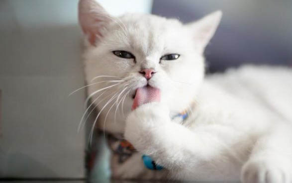 小猫打喷嚏可以打疫苗吗