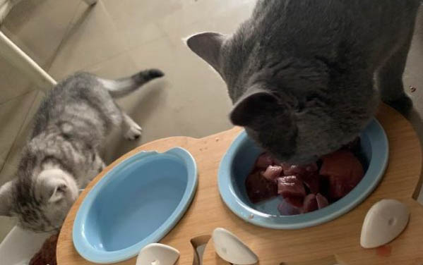 猫尾巴颤抖像触电