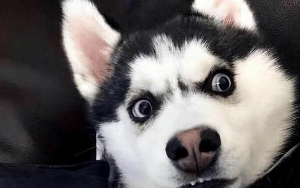 狗狗内脏受损自己可以恢复吗