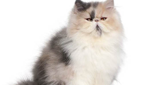 波斯猫有口臭是有什么病吗