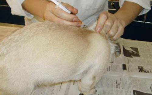 小母狗多久来一次月经