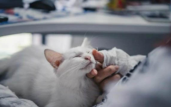 被猫咬了没出血
