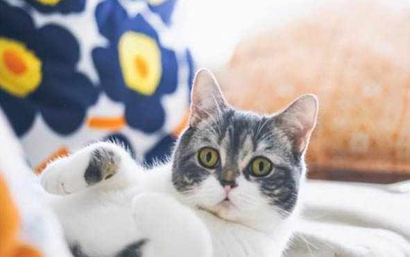 小猫一天拉几次粑粑才正常