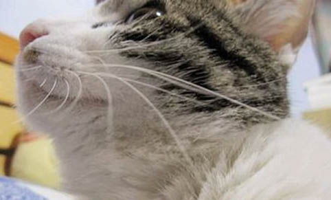 养兔子臭还是养猫臭