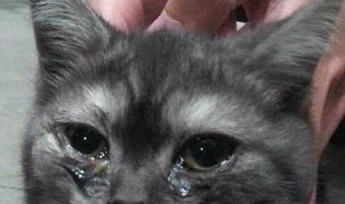 猫咪治疗耳螨怎么隔离