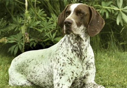 短毛的大型犬有哪些品种啊