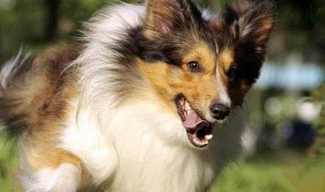 喜乐蒂牧羊犬身体发抖的原因及处理方法