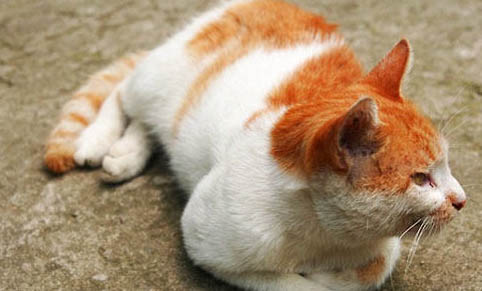 3个月的猫咪怎么样喂养?