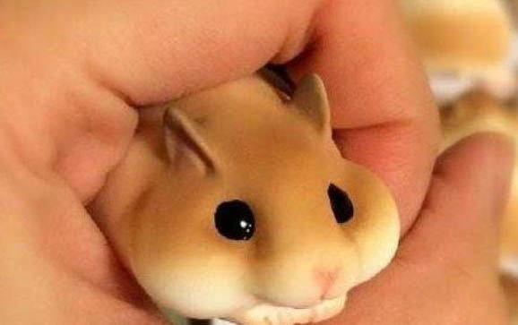 沙皮狗怎么养呢