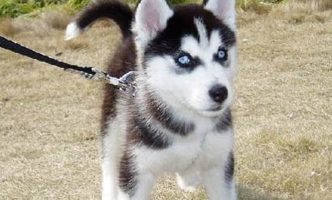 哈士奇幼犬多少钱一只?