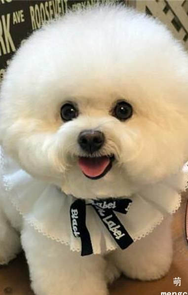 比熊尿很黄是怎么回事