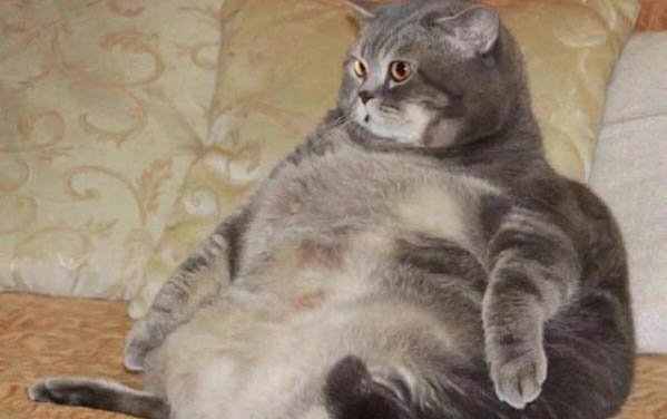 猫多大才能吃化毛膏?