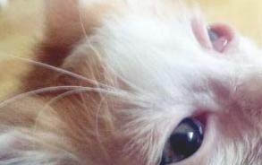 新买的小猫回家不吃东西呕吐怎么回事