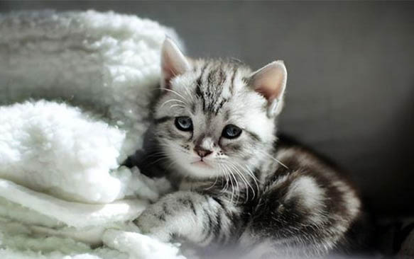 猫咪毛囊炎用红霉素软膏
