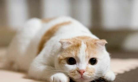 如何治疗猫爪感染真菌啊