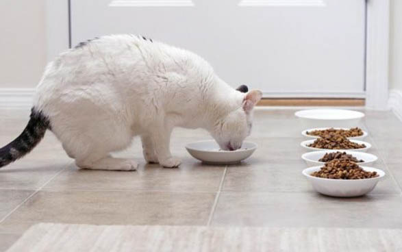 猫咪后腿拖着走路,是怎么了?