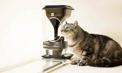猫吃了豆腐猫砂怎么办