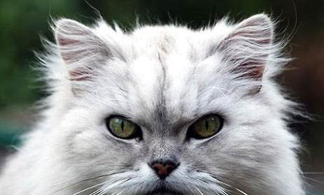 金吉拉猫为什么吃不胖