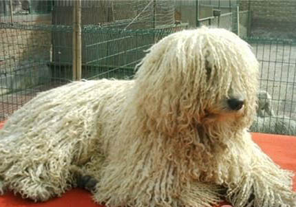 可蒙犬为什么喜欢坐着睡觉