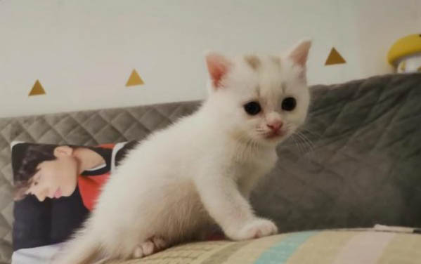 小猫几个月会自己舔毛