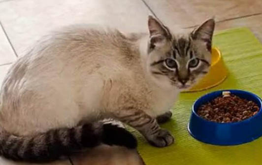 猫咪成天叫是什么原因?如何处理以及注意事项