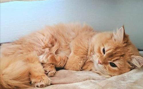 两个月的小猫吃多少蛋黄最合适