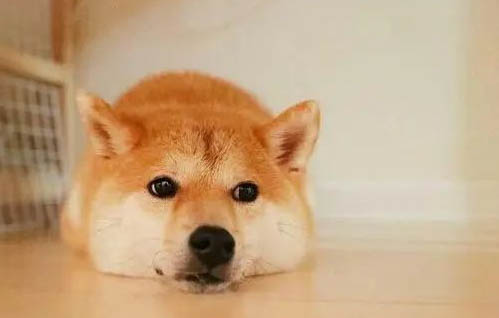 柴犬为什么越打越不听话