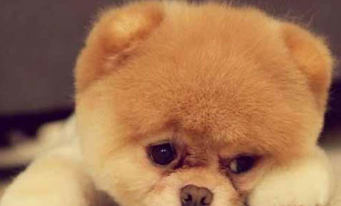 博美犬要多少钱