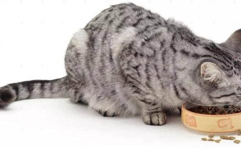 两个月的小猫身上臭能洗澡吗
