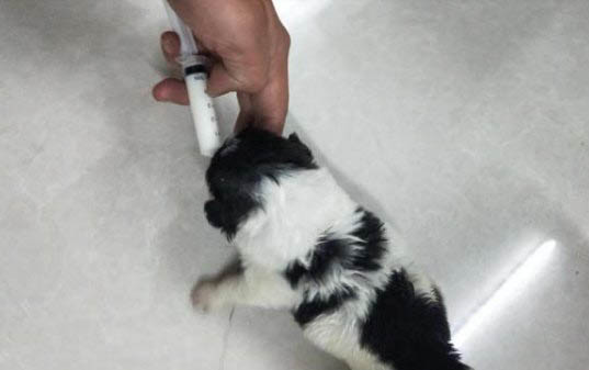 狗狗外伤露肉自愈有副作用吗