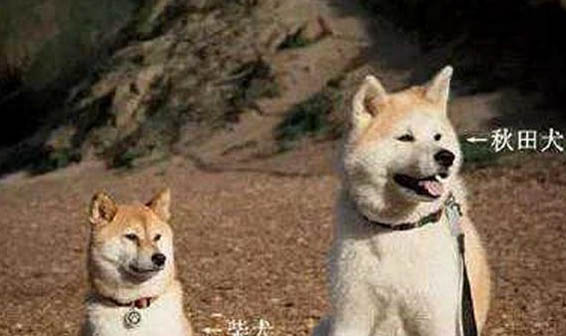 柴犬尾巴怎样卷