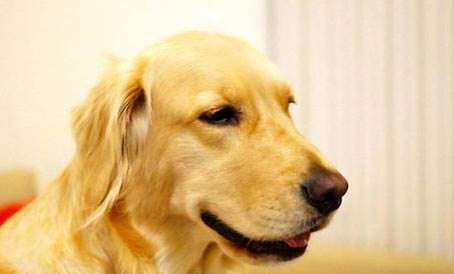 金毛犬智商相当于几岁小孩