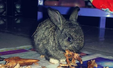 饲养宠物兔需要注意的危险有哪些 注意家中电线