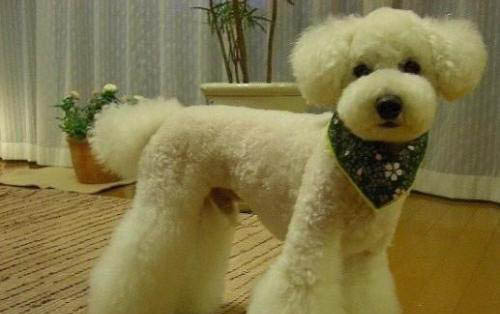 怎么样成为狗狗的领导?