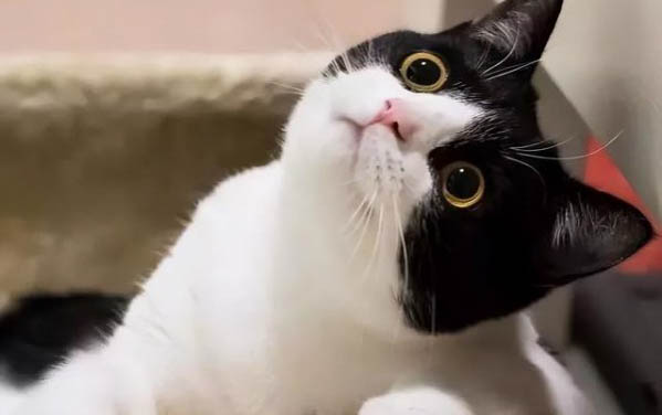 猫咪不吃不喝没精神还吐白沫怎么回事儿