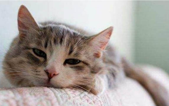 猫咪黑下巴毛囊炎用什么药好