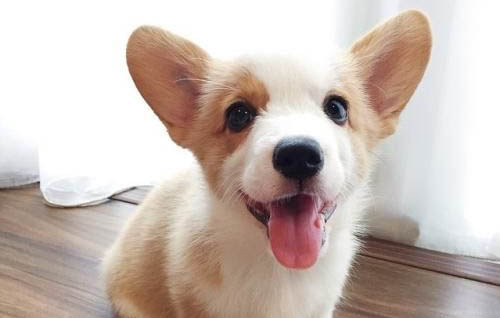 上海柯基犬多少钱一只