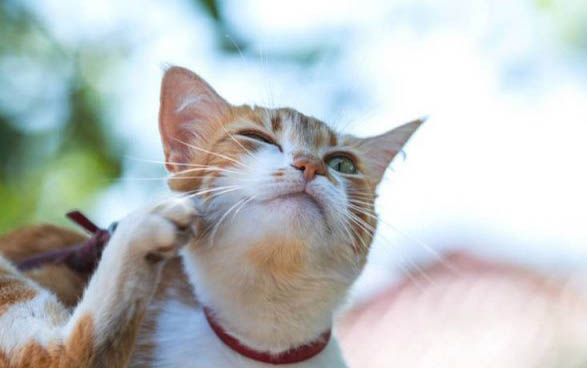 怎么样让小猫自己睡