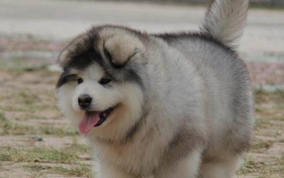 阿拉斯加犬怎么增肥呢
