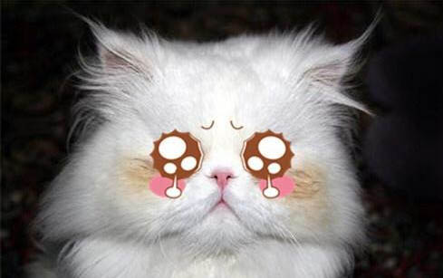 小猫脐带剪太短流血了会死亡吗?