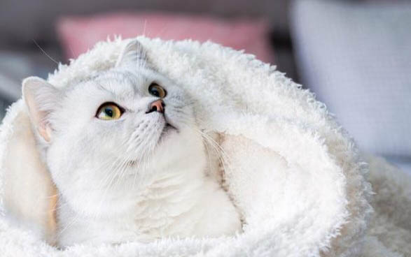 过敏性鼻炎坚持养猫后果