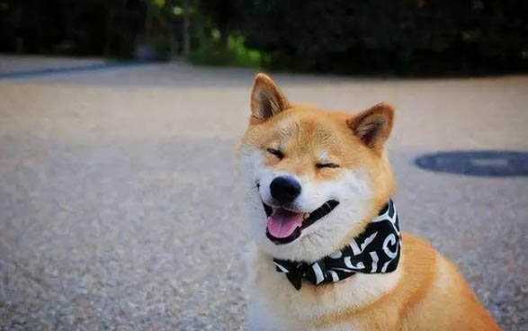 狗坐火车怎么托运回家