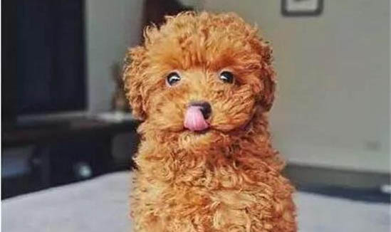 狗狗拉稀该怎么办