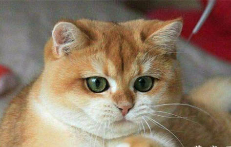 猫藓治疗方法