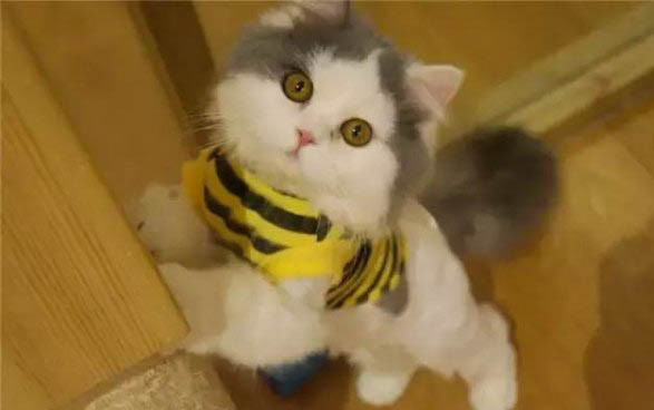 母猫和小猫分开多久就不认识了