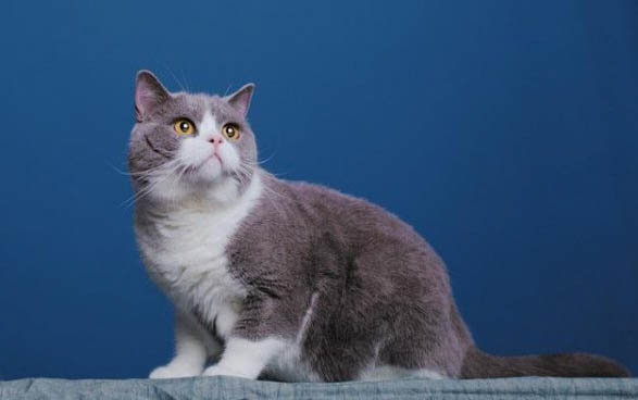小猫肺炎治疗多少钱