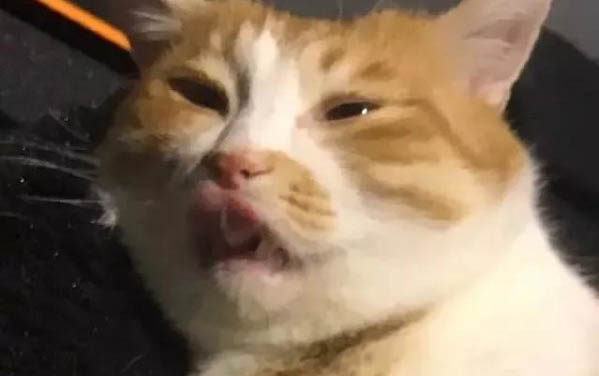 小猫拉稀还有放屁声